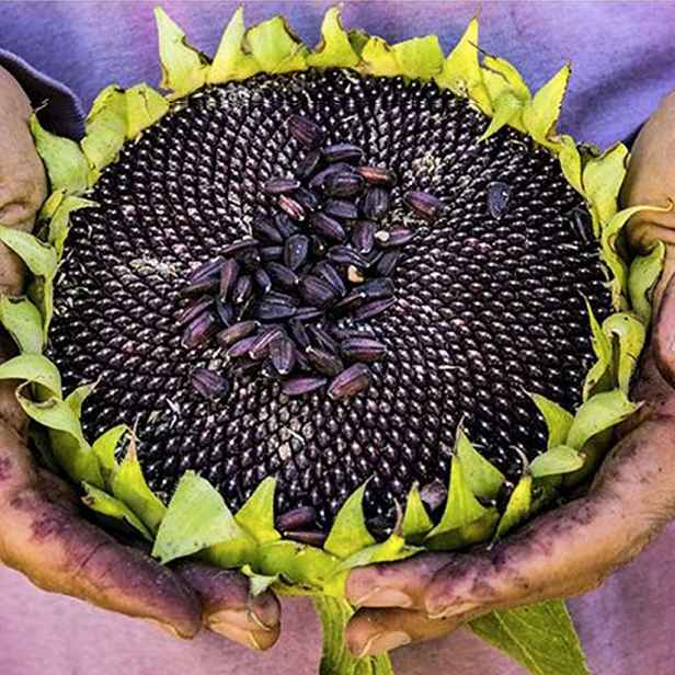Culina Botanica Slunečnice indiánského kmene Hopi