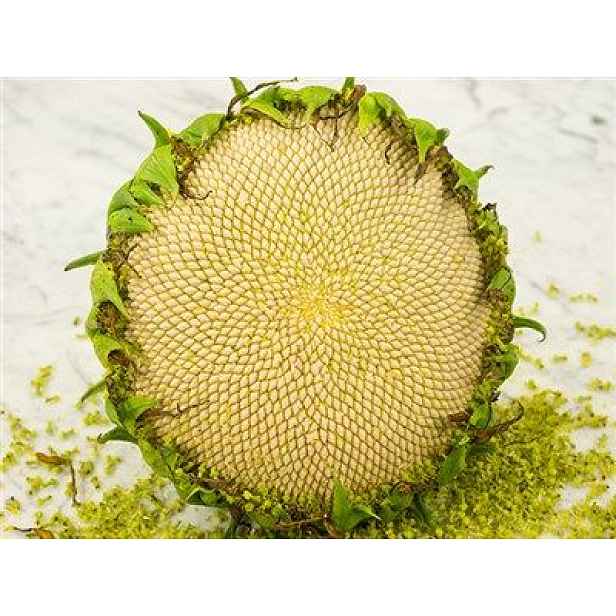 Culina Botanica Slunečnice White Giant