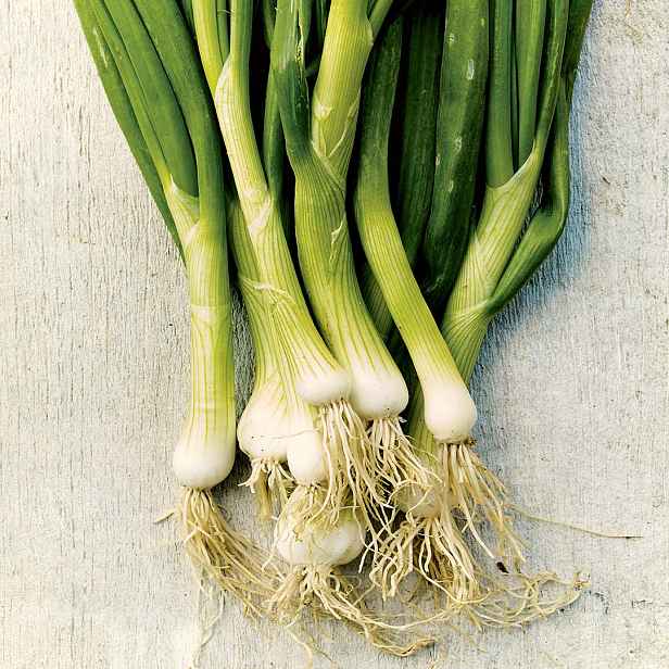 Culina Botanica Cibule zimní Gerda