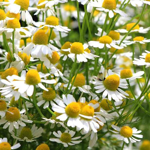 Culina Botanica Heřmánek pravý