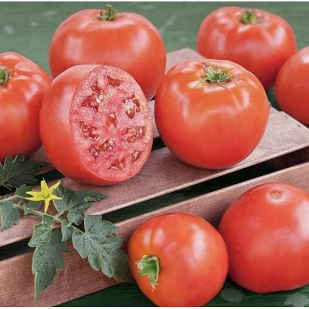 Culina Botanica Rajče Sarajev