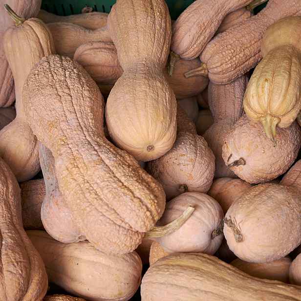 Culina Botanica Dýně máslová Rugosa