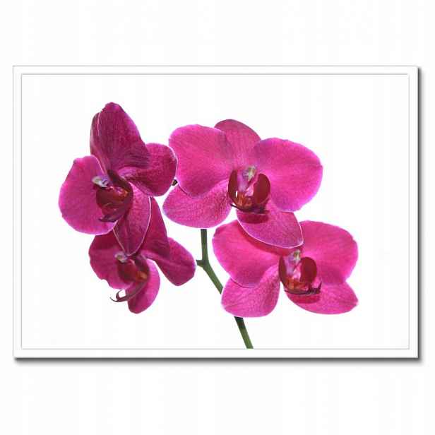 Plakáty v rámu 70x50 Fialový orchidej
