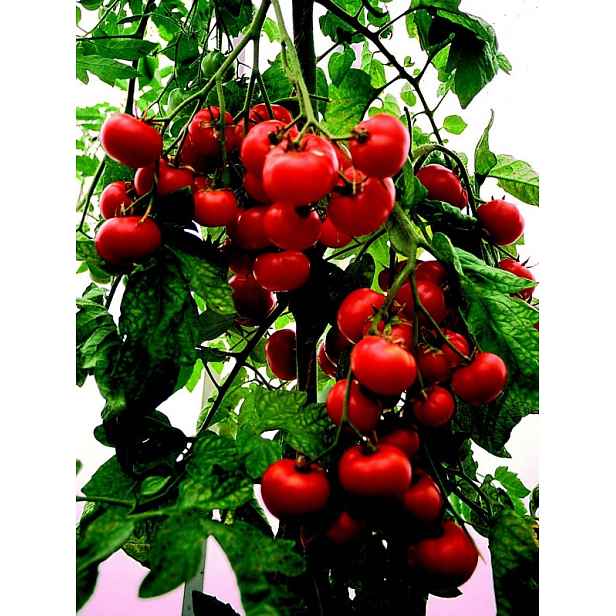 Culina Botanica Rajče Marglobe