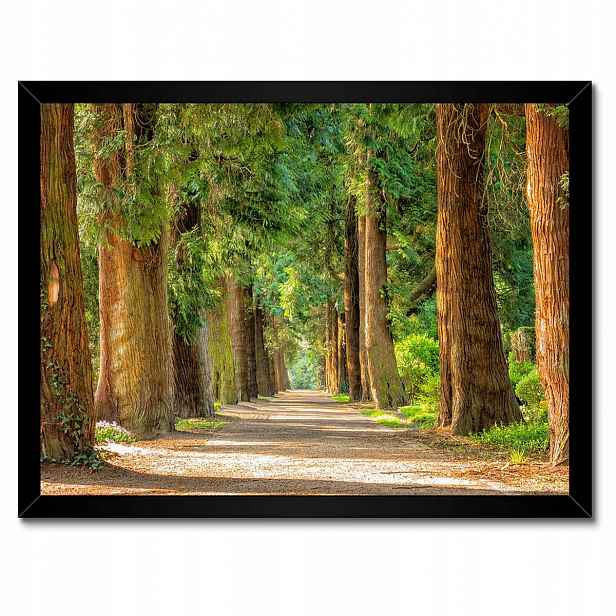 Plakáty v rámu 40x30 Cesta v parku Stromy