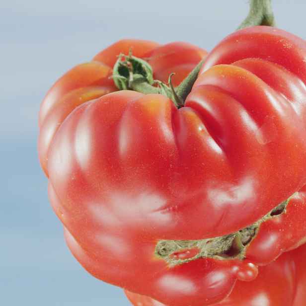 Culina Botanica Rajče Pantano Romanesco