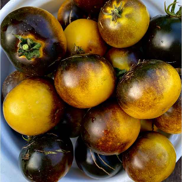 Culina Botanica Rajče zelené Wagner Blue