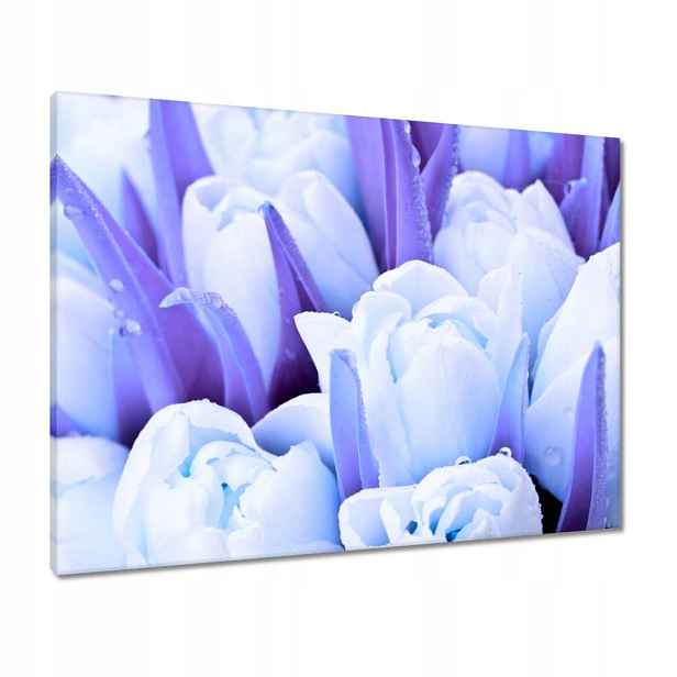 Obrazy 80x60 Modré tulipány