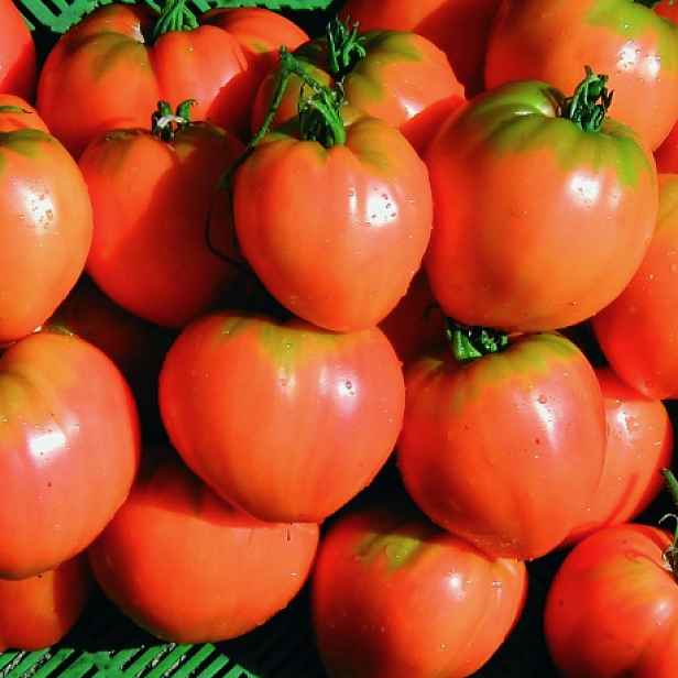 Culina Botanica Rajče Býčí srdce oranžové