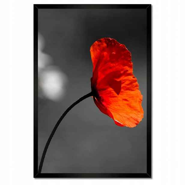 Plakáty v rámu 40x60 Rozkvetlý červený mák