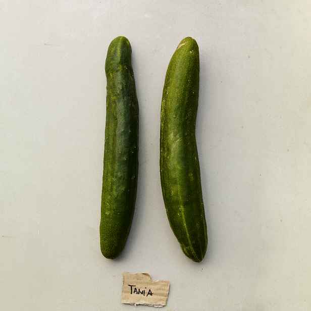 Culina Botanica Okurka salátová Tanja