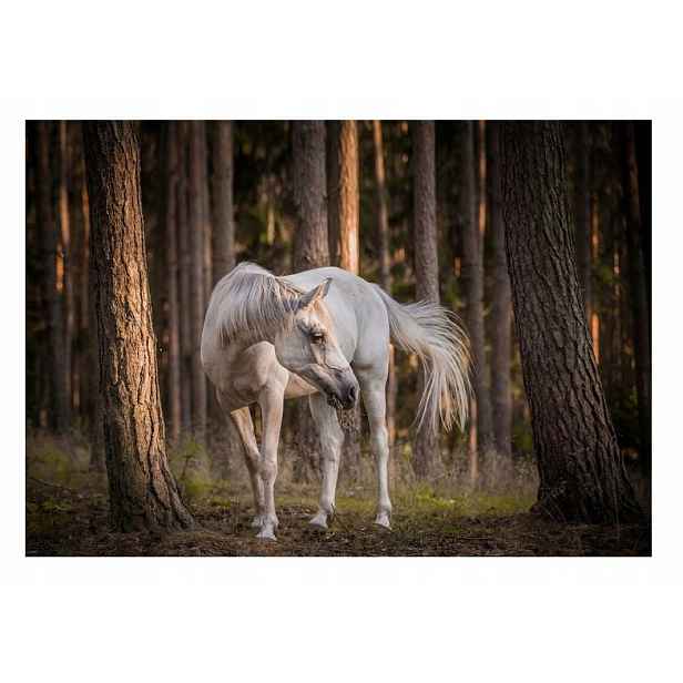 Fototapeta Koně Kůň Galop Les Stromy Fliz 416x290