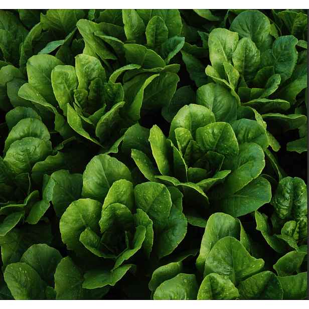 Culina Botanica Salát římský Yedikule
