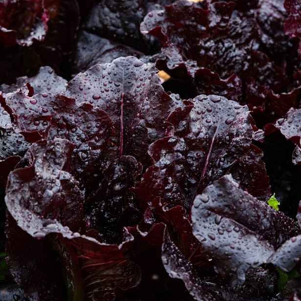 Culina Botanica Salát listový Dark Roden
