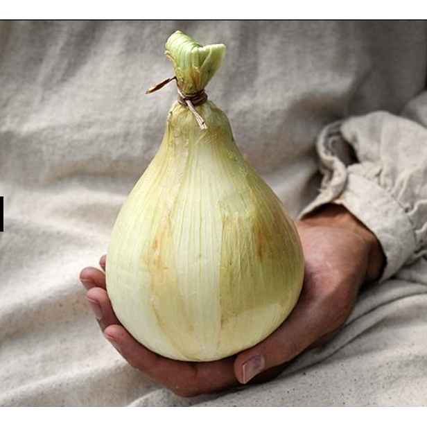 Culina Botanica Cibule Globo Onion