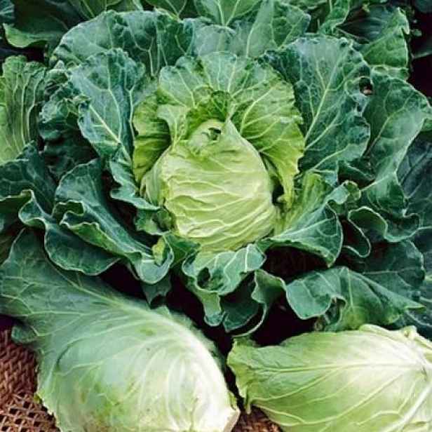 Culina Botanica Zelí Bacalan z Bretaně