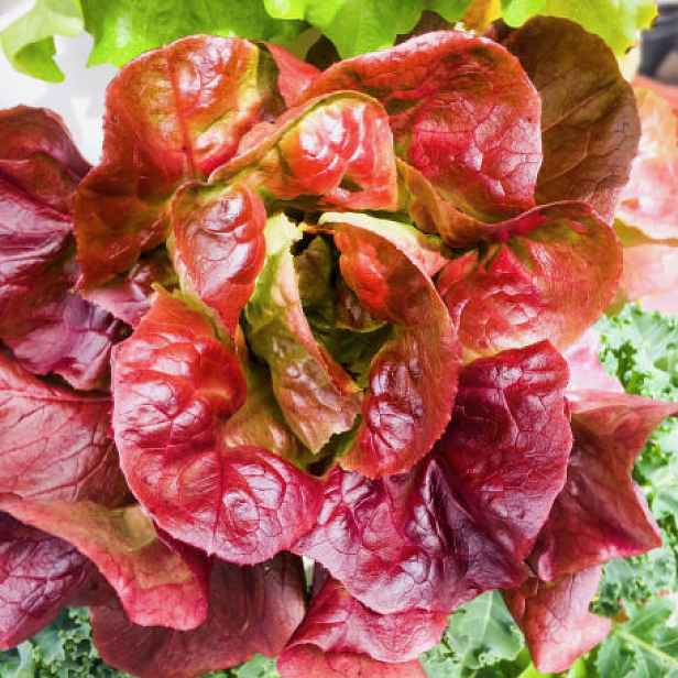 Culina Botanica Salát římský Red Romaine Cos