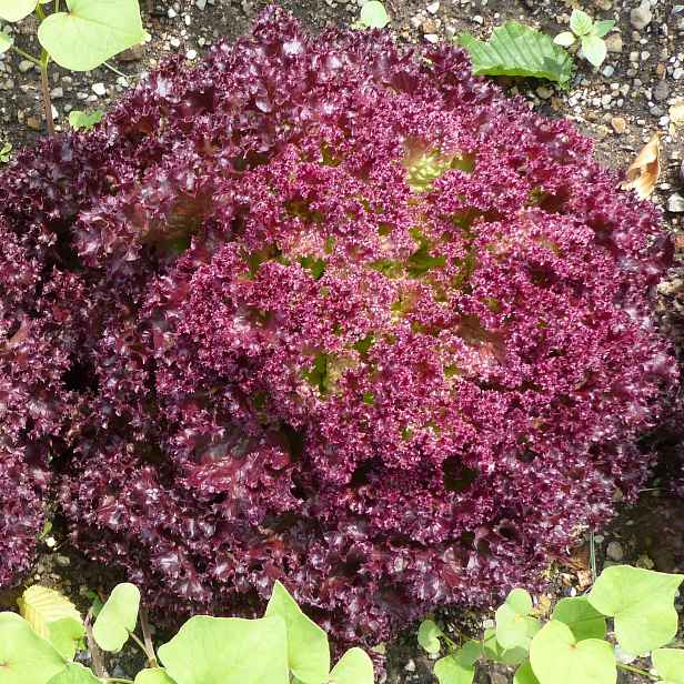 Culina Botanica Salát listový kudrnatý Lollo Rosso
