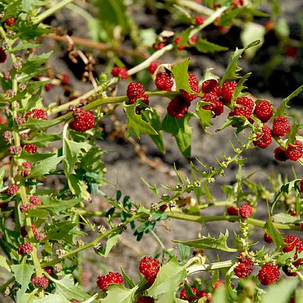 Culina Botanica Merlík listnatý Jahodový špenát
