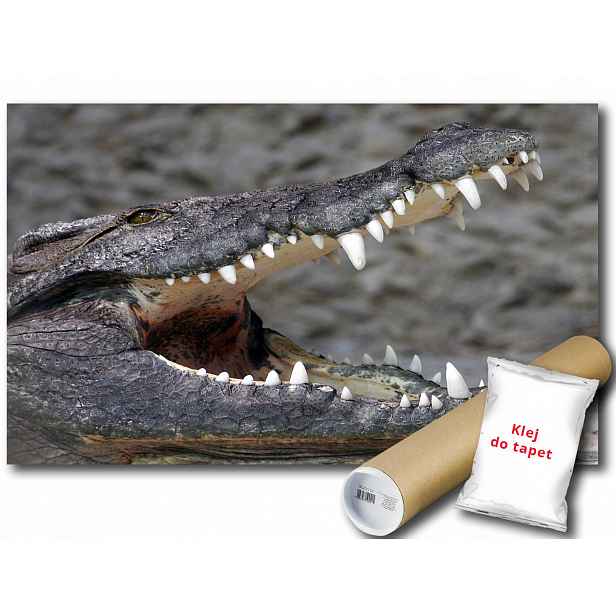 Fototapeta Krokodyl 12C V8 368x254 F3620
