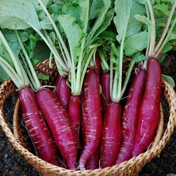 Culina Botanica Ředkvička Candela di Fuoco