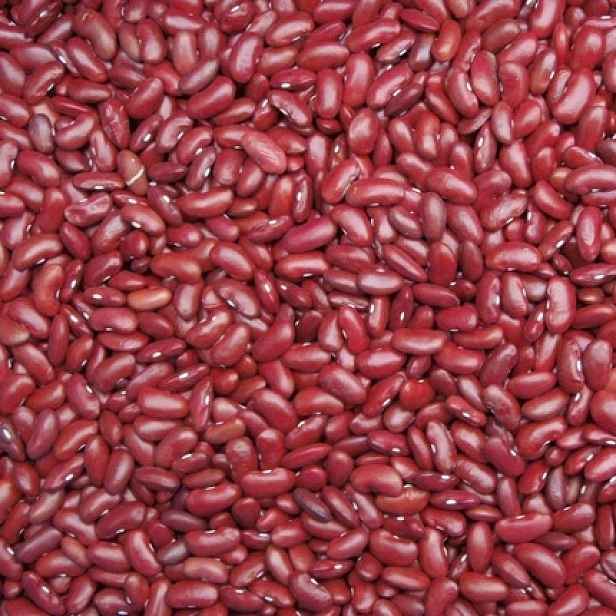 Culina Botanica Fazole keříčková Canadian Wonder / Red Kidney