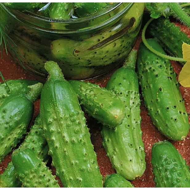 Culina Botanica Okurka nakládačka Vorgebirgstraube