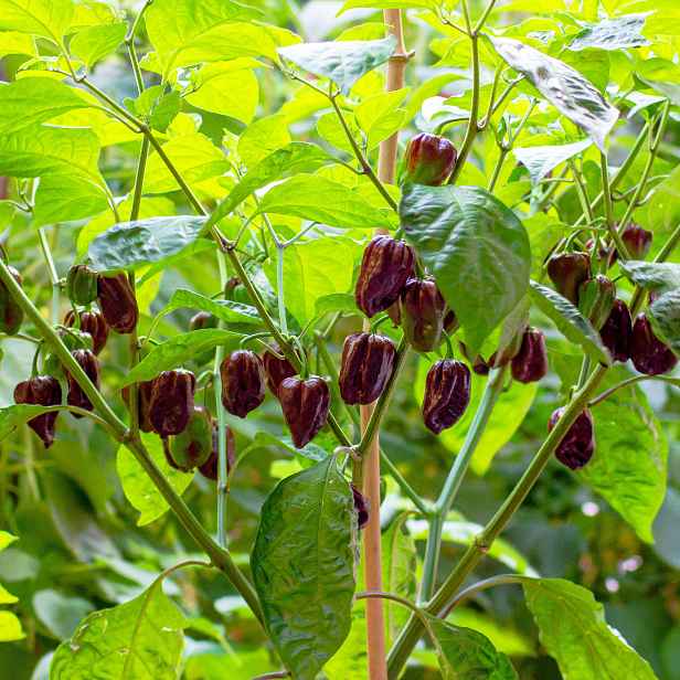 Culina Botanica Paprika Chocolate Habanero
