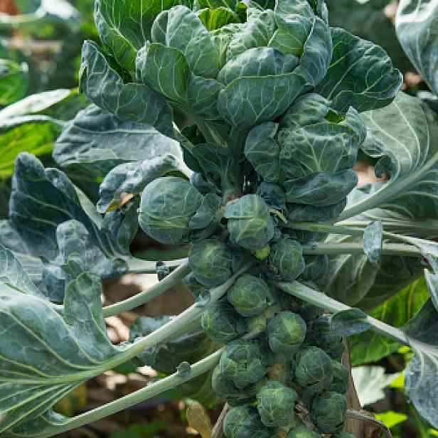 Culina Botanica Růžičková kapusta - CAVOLO DI BRUXELLES