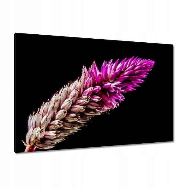 Obrazy 120x80 ve fialové barvě