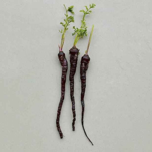 Culina Botanica Mrkev Dark Galaxy