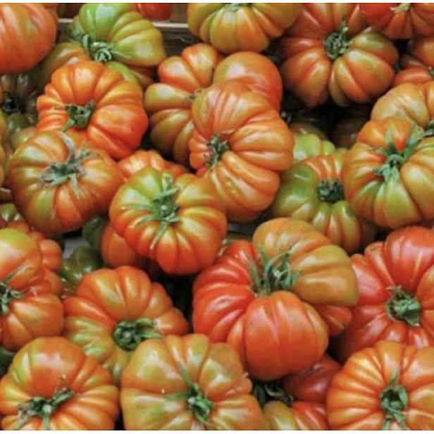 Culina Botanica Rajče RAF - resistentní