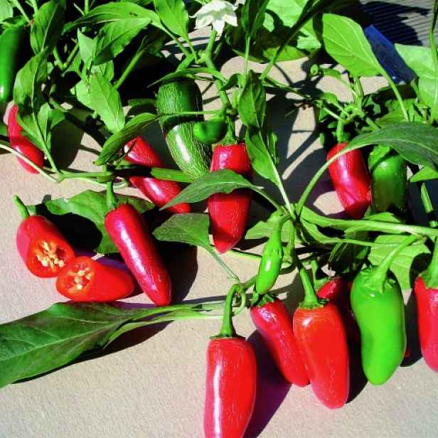 Culina Botanica Paprika Jalapeňo
