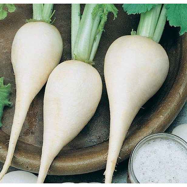 Culina Botanica Ředkev Mnichovské pivo