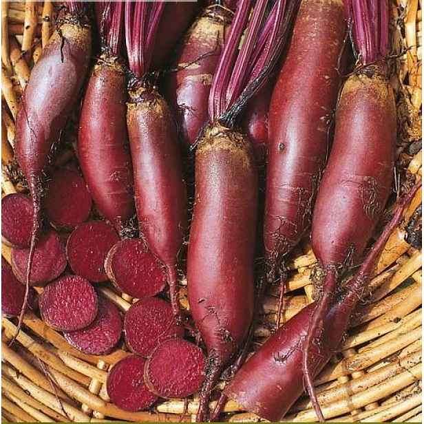 Culina Botanica Řepa červená Cylindra