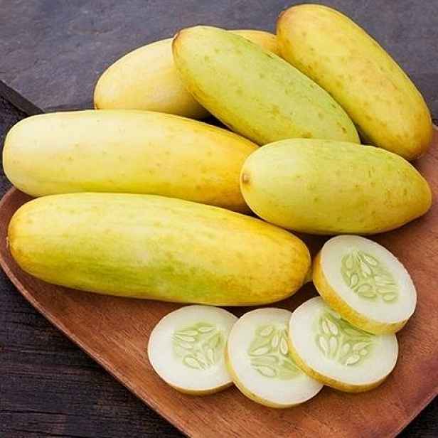 Culina Botanica Okurka Belgická žlutá