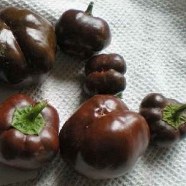 Culina Botanica Paprika mini Choco Miniature Bell