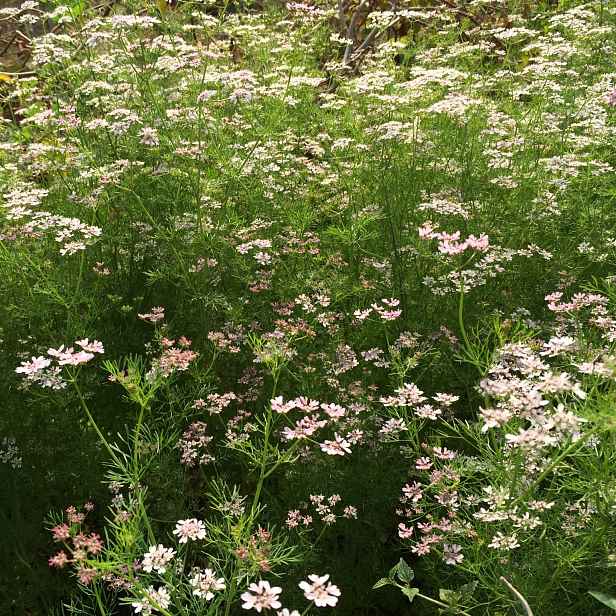 Culina Botanica Koriandr drobnosemenný