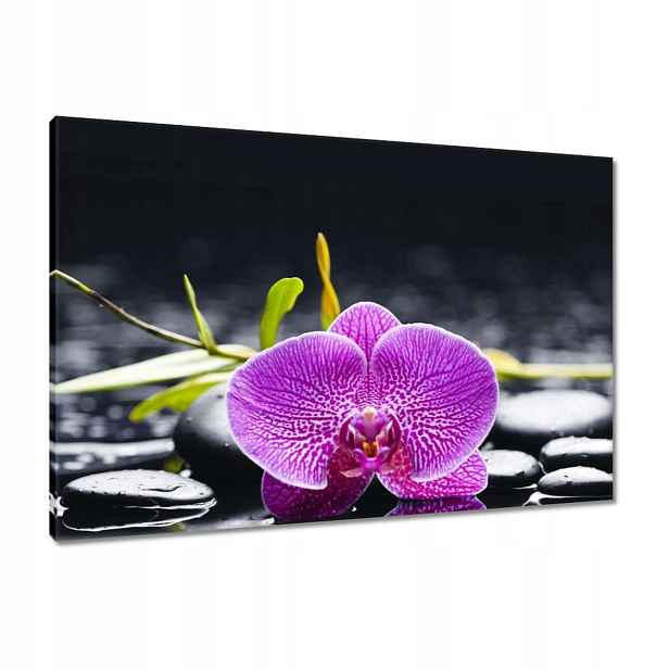 Obrazy 90x60 Fialová orchidej
