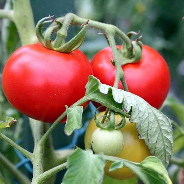 Culina Botanica Rajče Start F1