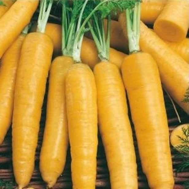 Culina Botanica Mrkev žlutá Lobbericher