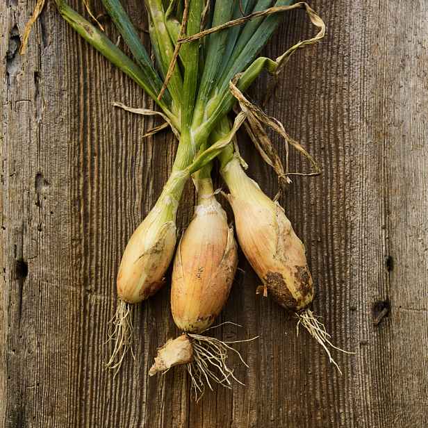 Culina Botanica Cibule jarní Tosca