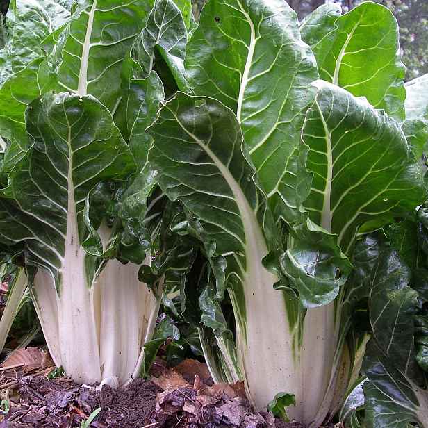 Culina Botanica Mangold bílý Lucullus