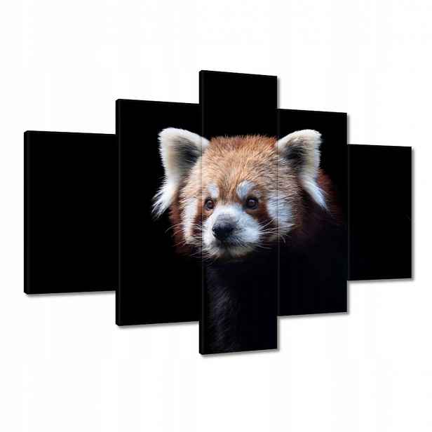 Obrazy 150x105 Panda ailurus fulgens