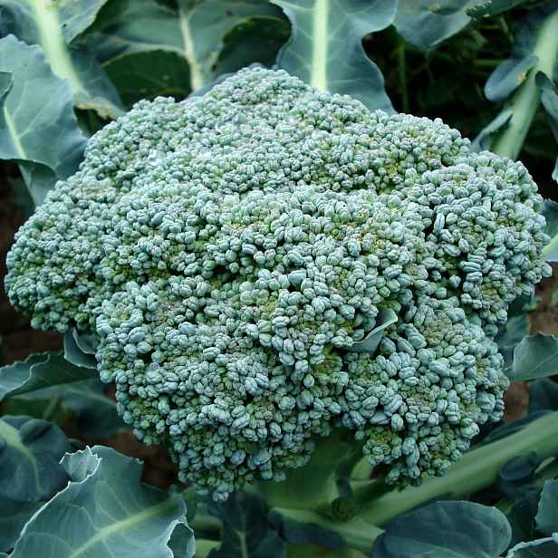 Culina Botanica Brokolice raná Limba