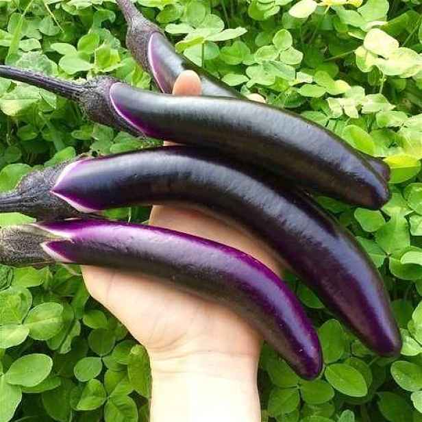 Culina Botanica Lilek raný fialový dlouhý