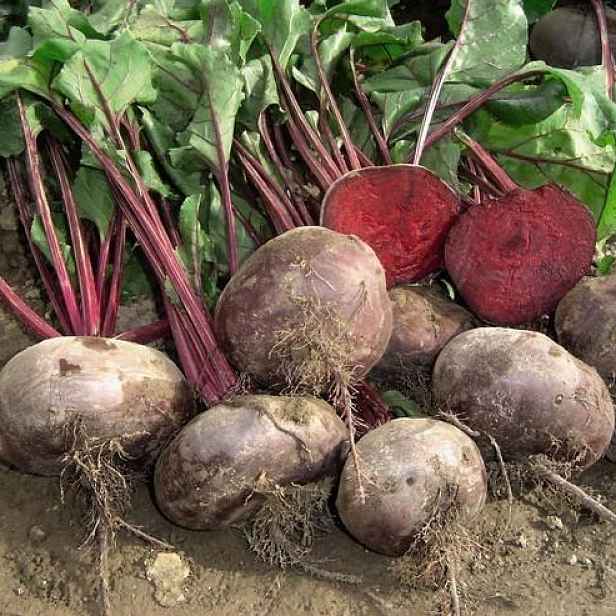 Culina Botanica Řepa Egyptská placatá