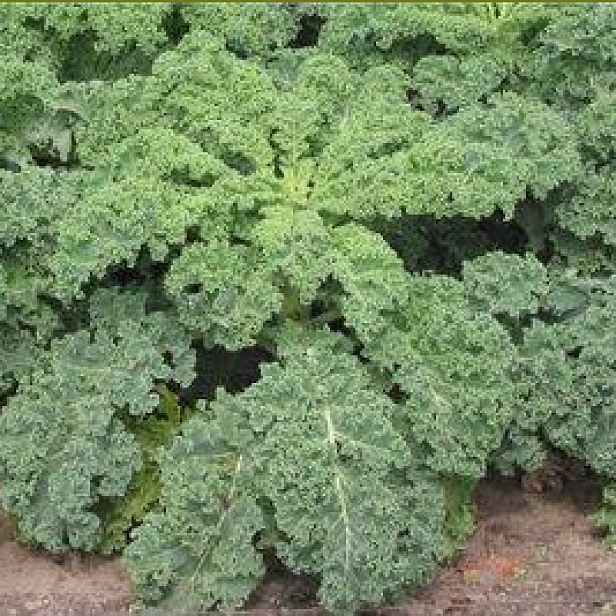 Culina Botanica Kadeřávek Zimní západní