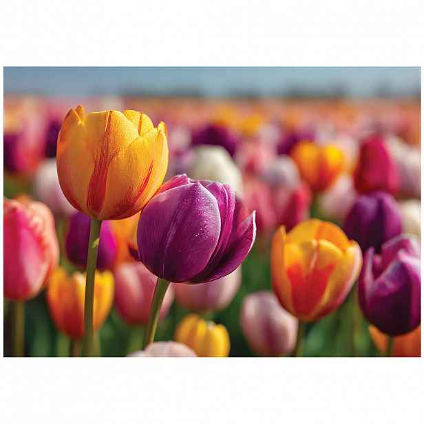 Wallarena FOTOTAPETA Květiny Tulipány Barevné 150x105 cm