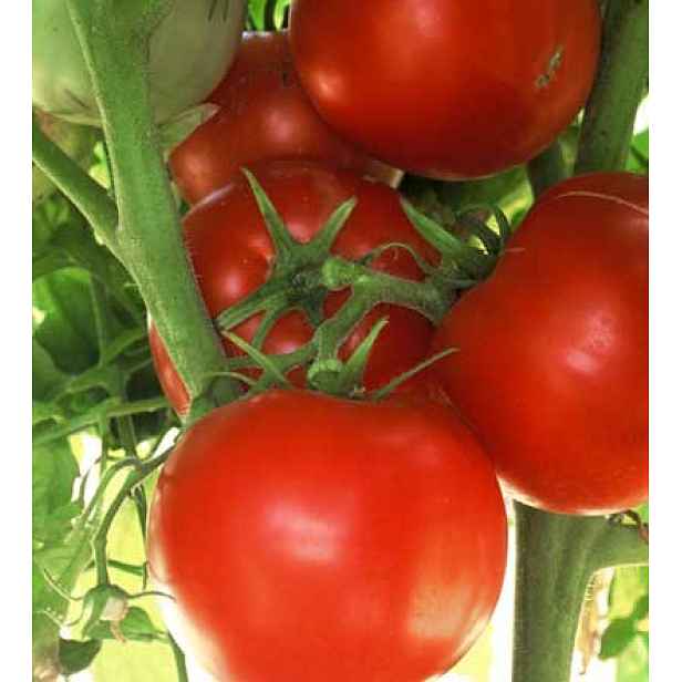 Culina Botanica Rajče sytì červené Ace 55 VF